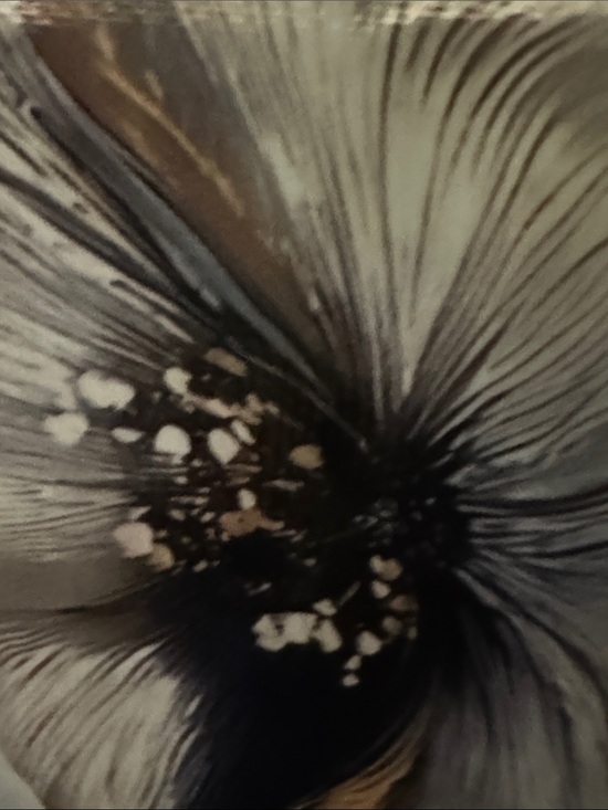 Accessories - Surprise Free giveaway Monochrome Floral